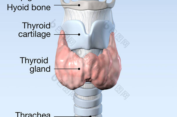 甲状腺，医学上精确的3D图解，<strong>标记</strong>