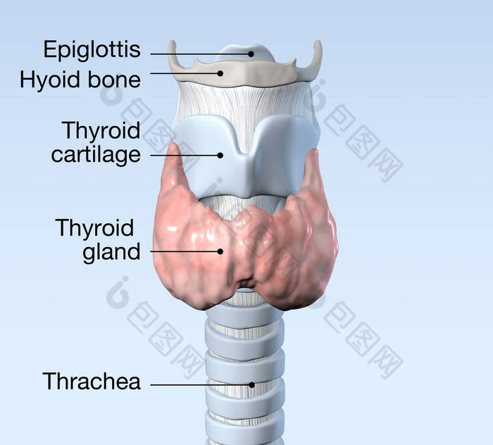甲状腺，医学上精确的3D图解，标记
