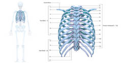 人类骨骼系统的胸骨与详细的标签解剖。3D