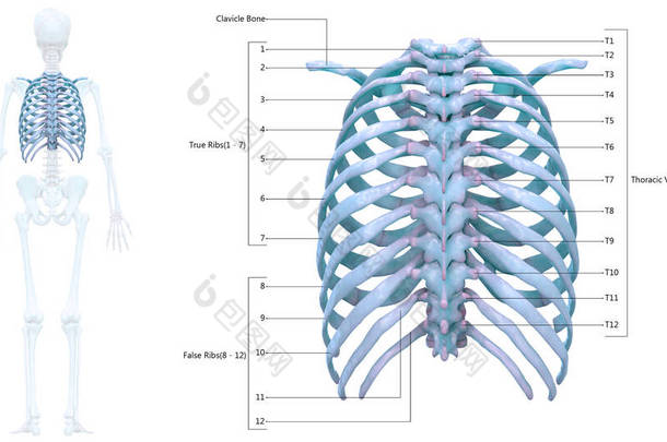 人类骨骼系统的<strong>胸骨</strong>与详细的标签解剖。3D
