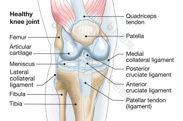 精确显示<strong>膝关节</strong>与韧带、半月板、关节软骨、股骨及胫骨的关系.