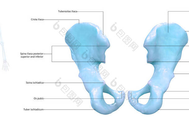 人类骨骼系统髋骨连接与详细的标签解剖。3D