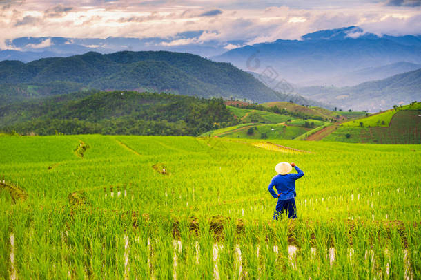 农民在稻田上耕作.拥有<strong>泰国</strong>最美丽水稻梯田的清迈县北部潘邦坪地区