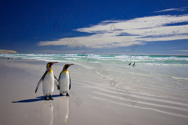 国王企鹅在福克兰群岛上的志愿者点