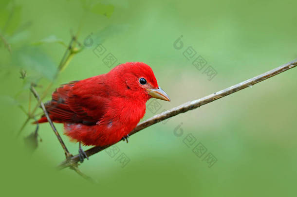 红色夏日塔纳格，皮兰加红宝石，红鸟在自然<strong>栖息地</strong>。塔纳格坐在绿树上。哥斯达黎加的观鸟。野生动物场景从自然，拉古纳德拉加塔旅馆，哥斯达黎加.