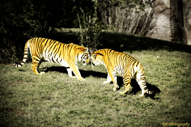 独特的两只老虎爱在迪斯尼世界