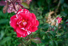 红色的玫瑰,花园上有白色条纹,背景是模糊的绿色.盛开的花园玫瑰