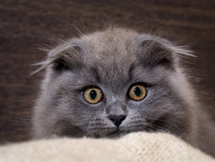 优秀的小猫，看起来格子。巨大的眼睛。只灰色的猫，蓬松，折叠。次子世伦