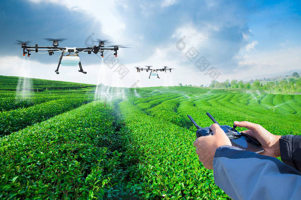 农业无人机飞向喷洒肥料的绿茶田, 智能农场4.0 概念