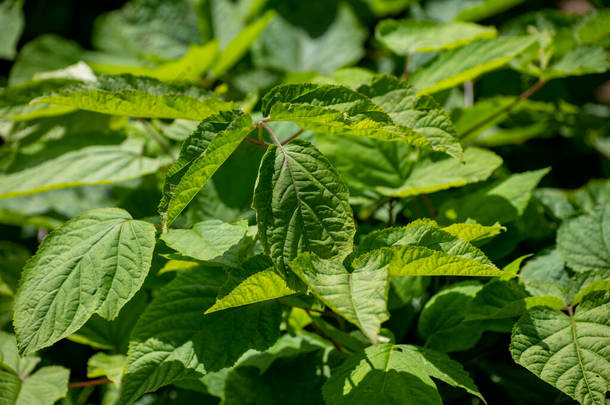 药用植物和<strong>草</strong>本植物的植物学集合，象形虫或魔鬼的灌木，西伯利亚<strong>人参</strong>，桉树特有植物