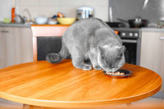 猫吃饭碗里的食物，漂亮的英国灰猫，傲慢的动物，有害的