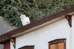 一只流浪猫坐在房顶上.土耳其伊斯坦布尔.