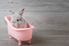 放在木地板上的浴缸里的兔子。快乐的复活节兔子在木制的背景上。可爱的小兔子在一个粉红色的浴缸。根据品种标准，这只兔子既可爱又精确