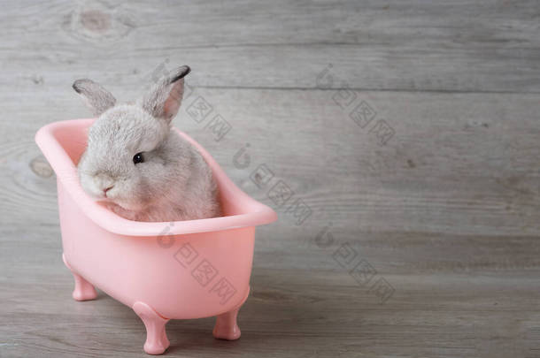 <strong>放在</strong>木地板<strong>上</strong>的浴缸里的兔子。快乐的复活节兔子在木制的背景<strong>上</strong>。可爱的小兔子在一个粉红色的浴缸。根据品种标准，这只兔子既可爱又精确