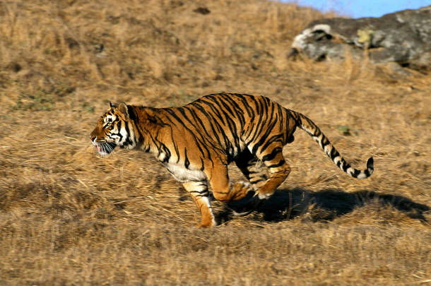 孟加拉虎，<strong>黑豹</strong>，大羚羊，长跑  