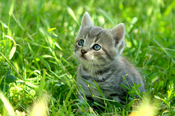 <strong>小巧</strong>有趣的灰色条纹猫，蓝眼睛，绿色的草地上