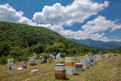 希腊弗洛里纳- 2020年7月10日：养蜂人在希腊北部弗洛里纳地区采集蜂蜜。有机养蜂 