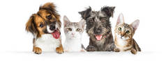 可爱的狗和猫一起挂爪子白色水平网站横幅或社会媒体标题