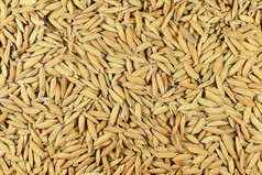 棕色的水稻种子水稻背景