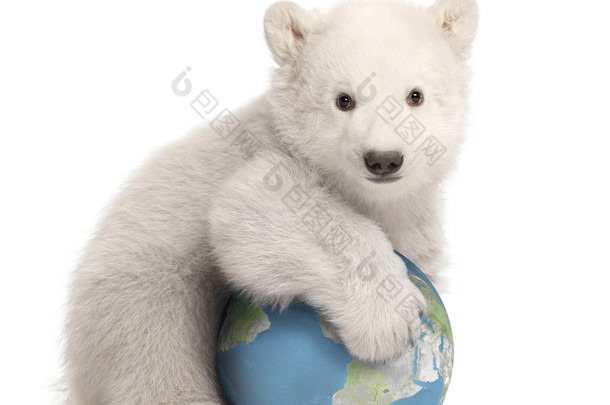北极熊幼仔，熊类绕杆菌，3 个月大，与坐在白色背景下的地球