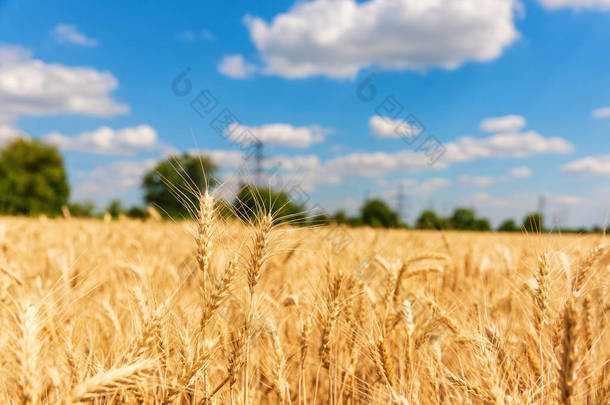 金黄麦田和云彩的夏天风景