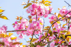 樱花沙库拉。苹果树。美丽的花朵，日本东京的春天