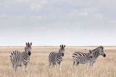 斑马移徙- Makgadikgadi Pans国家公园-博茨瓦纳