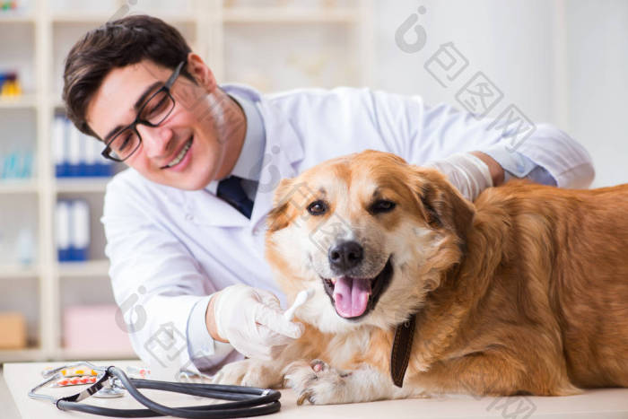 医生在兽医诊所检查金毛猎犬图片-包图网企业站