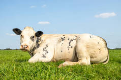 美丽的白牛肉母牛躺在田野里，躺在蔚蓝的天空和笔直的地平线上，看上去很甜美