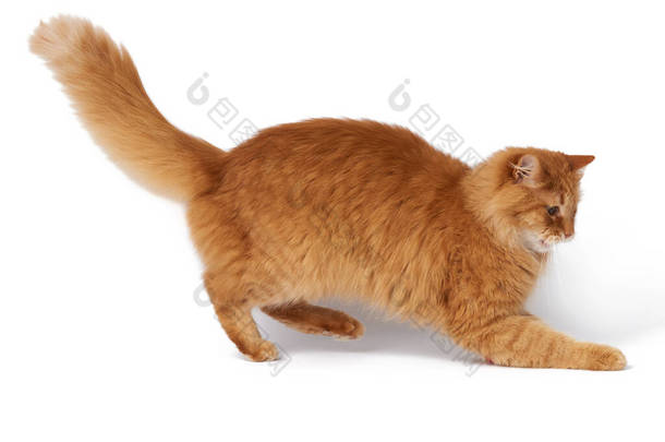 大的成年绒毛红猫，<strong>体态</strong>顽皮，与白色背景隔离，可爱的动物