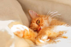 可爱的姜猫躺在床上。毛茸茸的宠物与好奇有趣的表情在脸上.