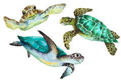 白色背景上的海龟，水彩画插图.
