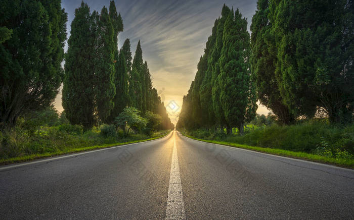 博尔热里著名的柏树在日落时笔直的林荫大道上.Maremma landmark, Tuscany, Italy, Europe.