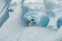 阿德利企鹅在冰山上