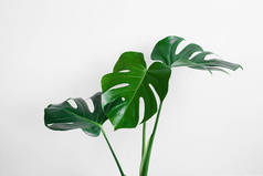 在浅灰色背景上分离出的美丽的绿叶怪兽（monstera deliciosa），最小