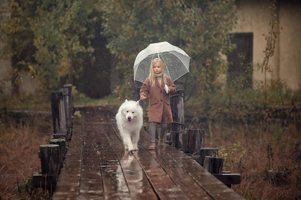 愉快的女孩抱着伞与萨摩耶狗走在木码头雨 
