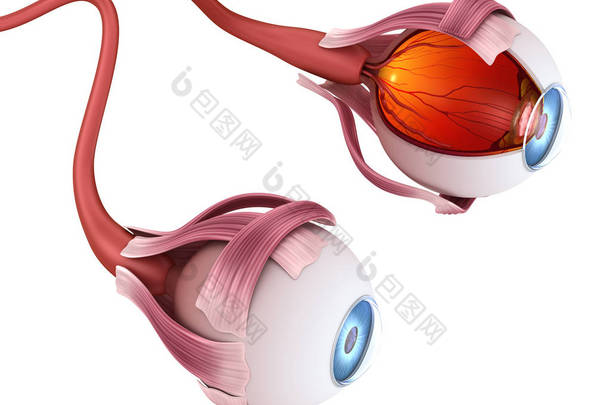 眼部解剖 - 内部结构，3D 插图