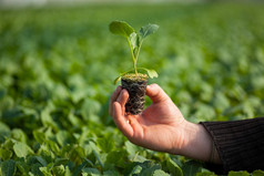 人类的手缓缴年轻植物与土壤模糊自然背景。生态世界环境日 Csr 苗走绿色环保