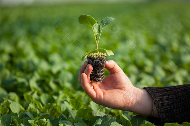 人类的手缓缴年轻植物与土壤模糊自然背景。生态世界环境日 Csr 苗走绿色环保