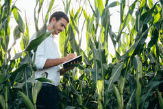 勇英俊的农艺学家在玉米田里拥有平板触摸板计算机，在收获前对作物进行检测。Agribusiness的概念。夏天，农业工程师站在一片玉米地上，手里拿着一块石板.