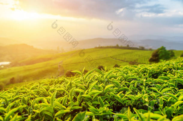 在夕阳的阳光下, 茶叶种植园里的令人惊叹的茶叶