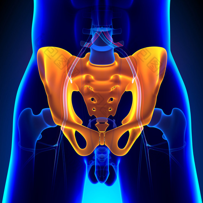 髋关节的盆腔骶骨骨解剖与循环系统