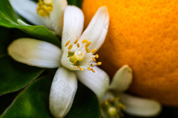 甜橙树与内罗利花和叶子。露<strong>水背景</strong>。Neroli 油是一种精油，由苦橙树的花朵产生，其香味是甜的，蜂蜜的，有点金属质的，有绿色和辛辣的面