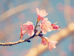 粉彩色调春天樱花与复古的滤镜效果
