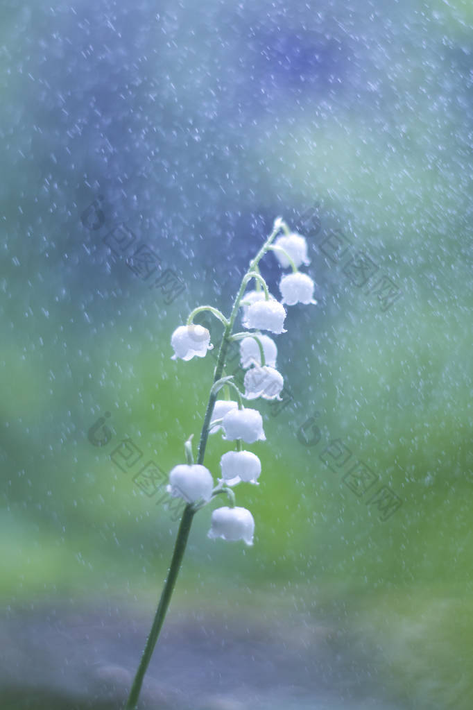 百合的山谷分支在阳光和雨滴散景