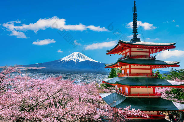 日本的<strong>樱花盛开</strong>于春天、楚里托塔和富士山.