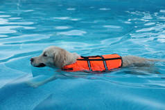 警犬救援队穿着救生衣在户外游泳池游泳