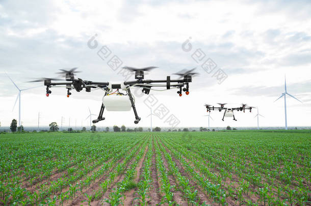 农业无人机飞行绿色玉米田
