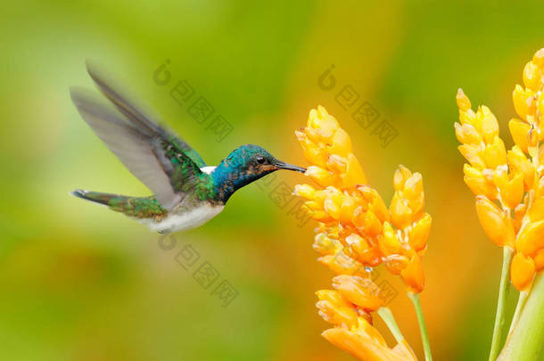 来自哥伦比亚的蜂鸟在盛开的花朵，哥伦比亚，野生动物从热带丛林。野生动物的场景从自然。蜂鸟与粉红色的花，在飞行.