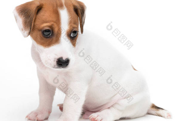 杰克罗素Terrier小狗孤立在白色背景。狗儿杰克狗狗坐在前视镜工作室拍摄.